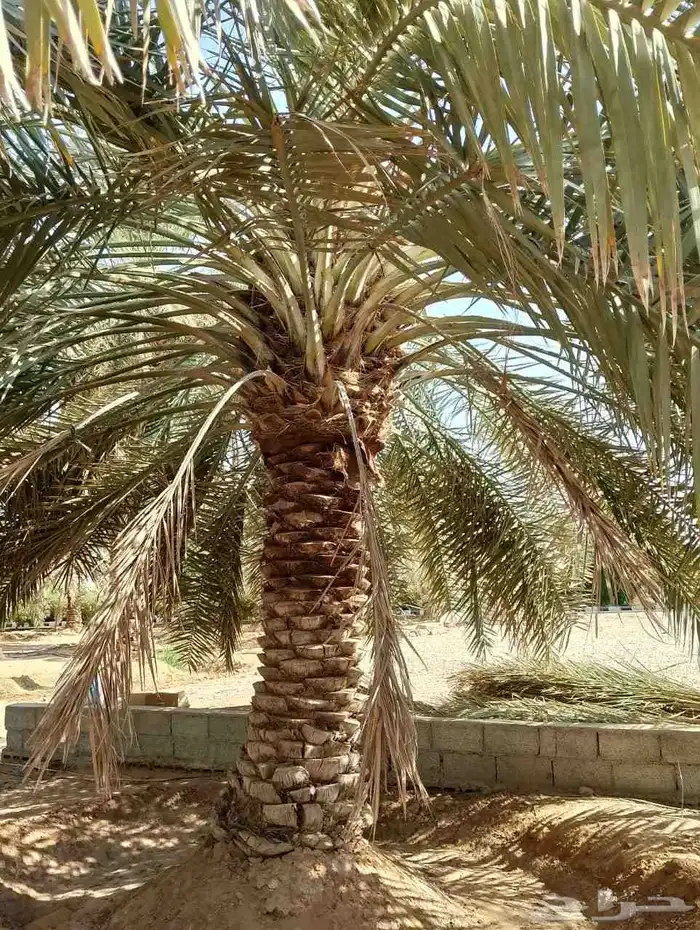 نخل للبيع خلاص صقعي برحي سكري شيشي واشنطني وفسايل وفروخ 1