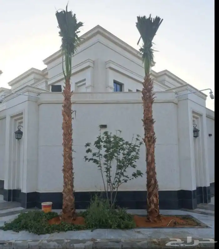 نخل واشنطن زينه 1