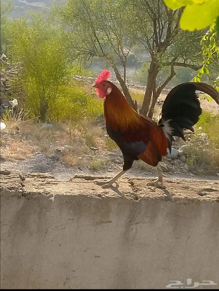 ديك عربي أصيل للبيع 0