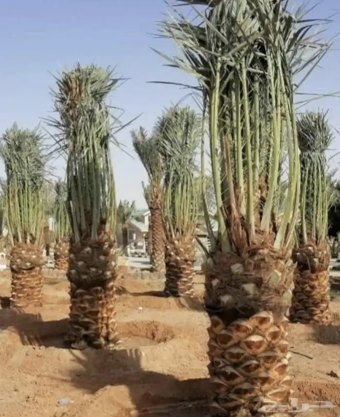 تركيب شبوك امنيه   وتوريد النخيل   وتركيب الحجر الطبيعي 2