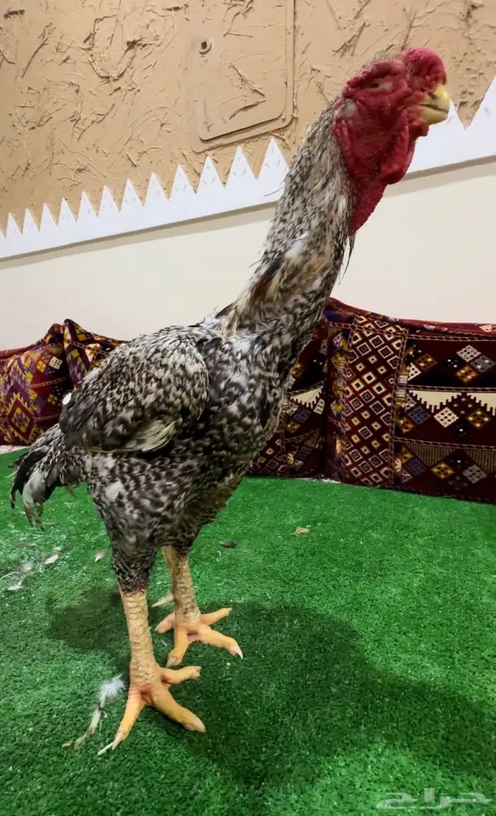 ديك فارسي (حجازي ) فيومي فاخر 0