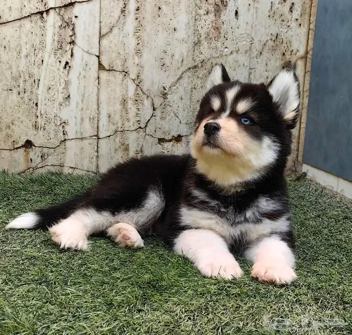 كلاب هاسكي جراوي 4