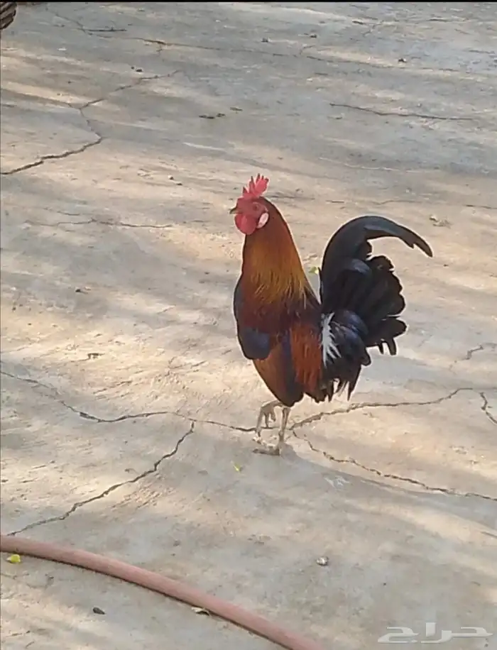 ديك عربي أصيل للبيع 2