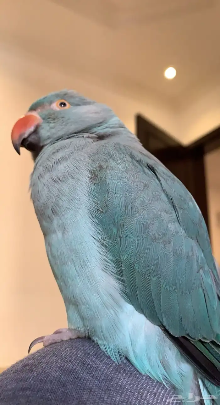 ببغاء دره هولندي 0