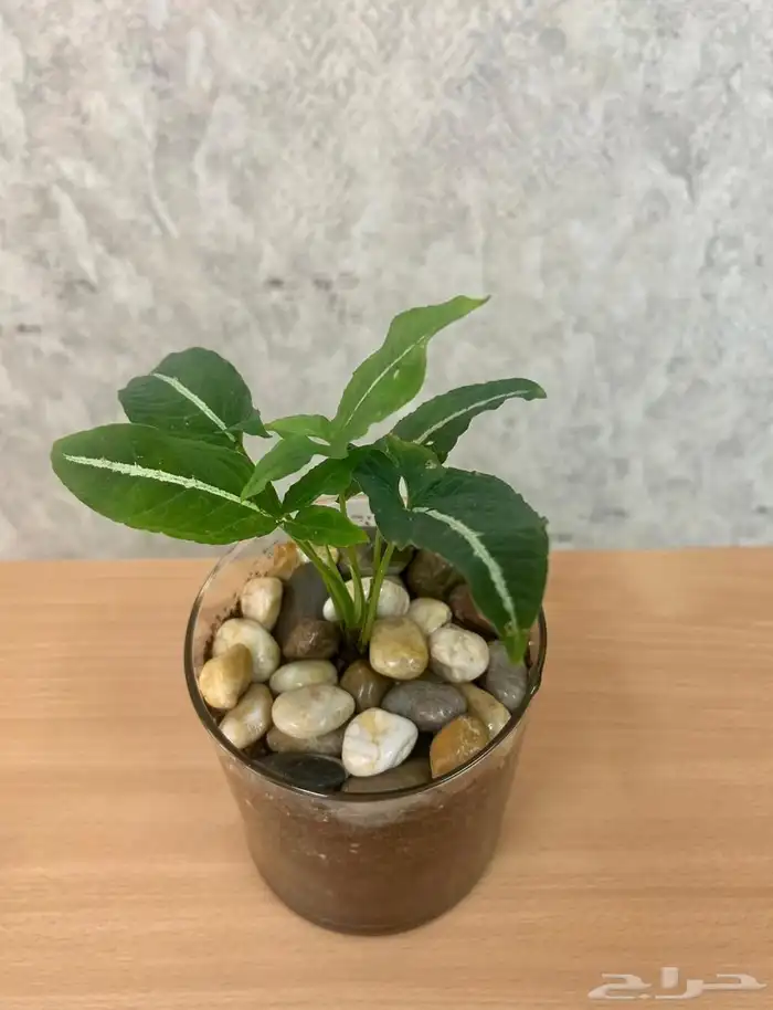 نبتة سنجونيم 0