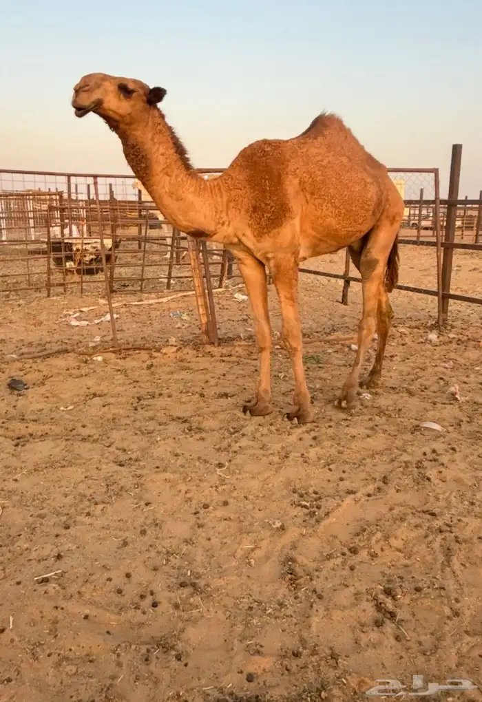 قعود باتلي كفو بالحيل للبيع 2