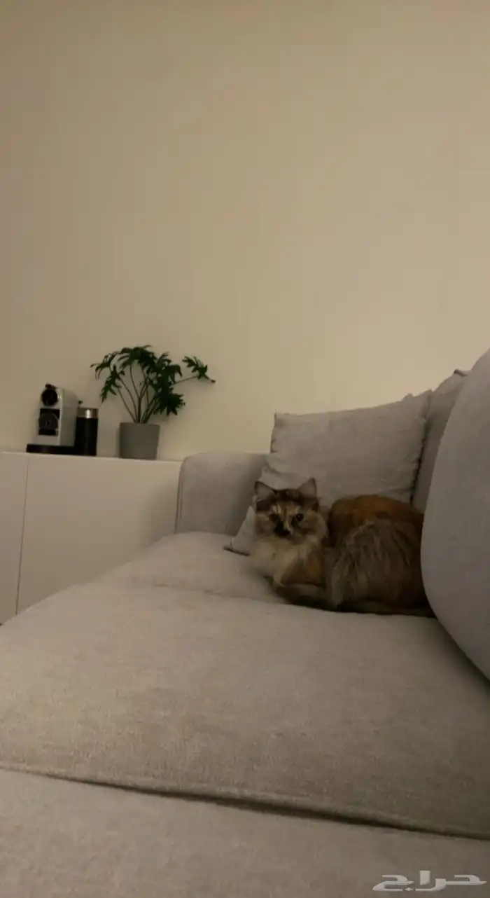 قطة لتبني 3