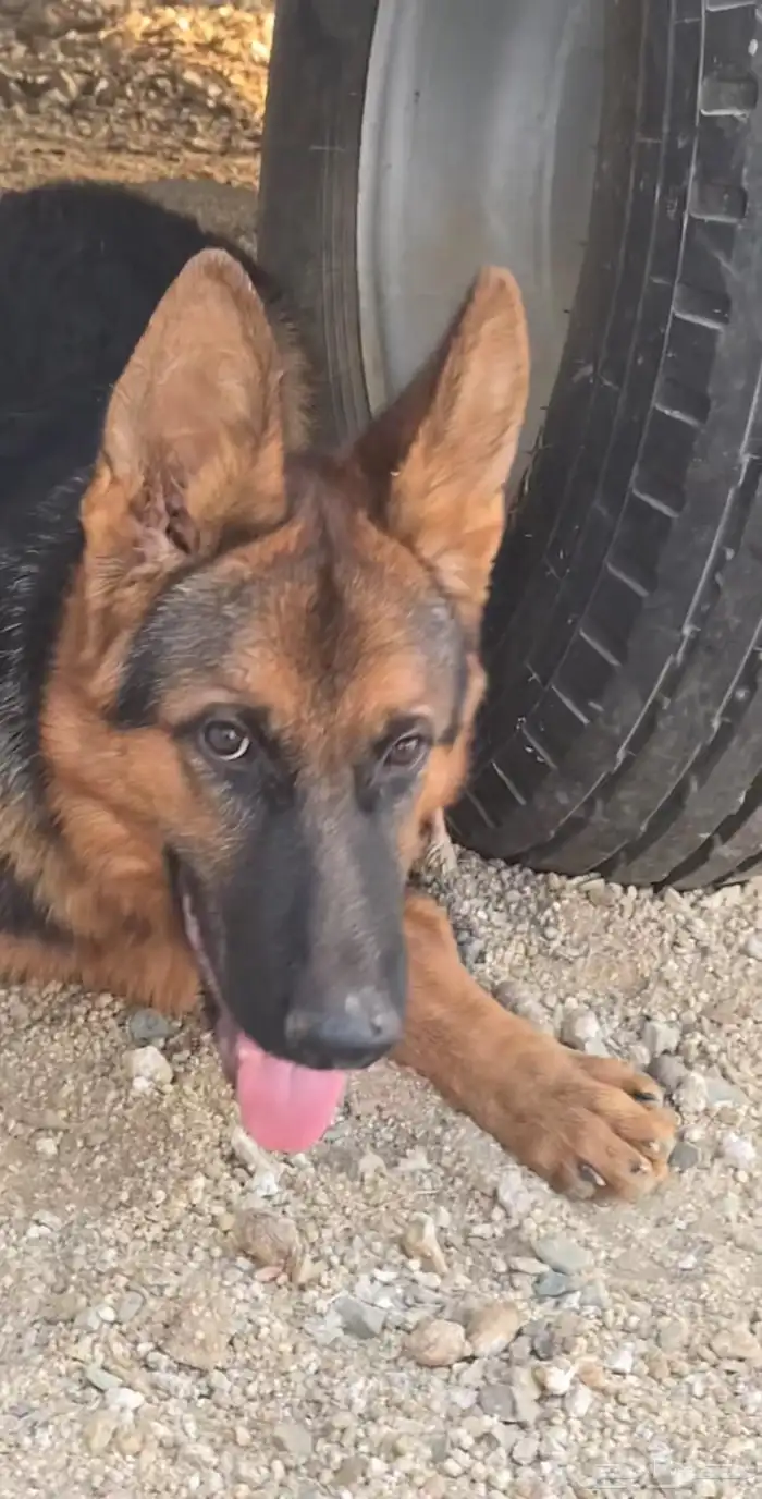 كلب جيرمن للبيع العمر 6 أشهر تقريبا ينفع للحراسه السعر 3000 1