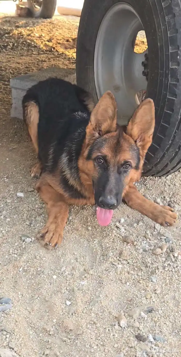 كلب جيرمن للبيع العمر 6 أشهر تقريبا ينفع للحراسه السعر 3000 0