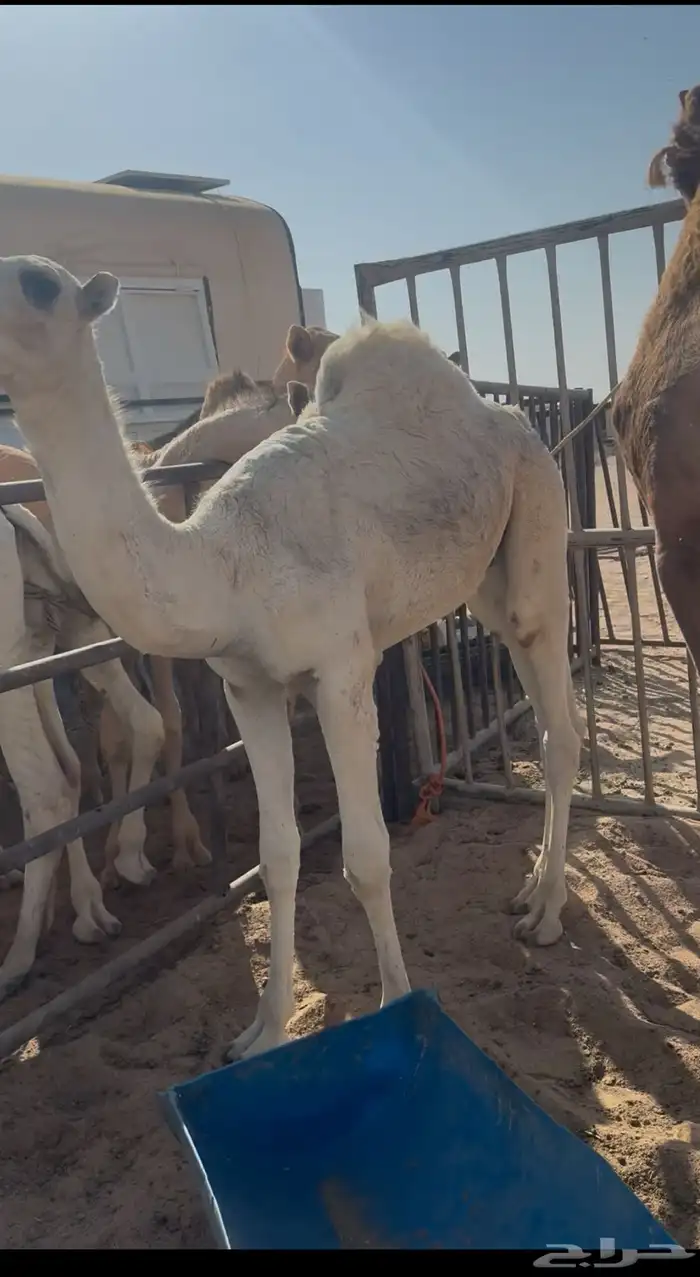 حاشي سمين للبيع 1