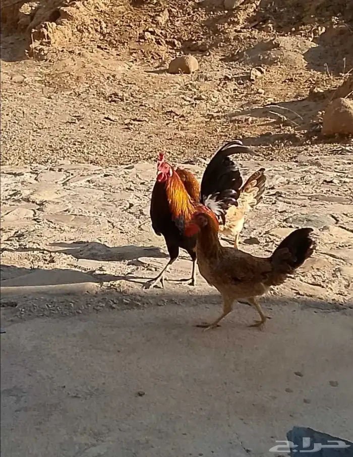 ديك عربي أصيل للبيع 3