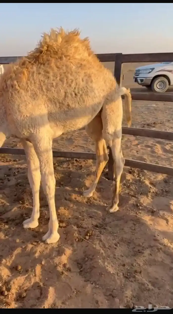 بكره لبانيه 1