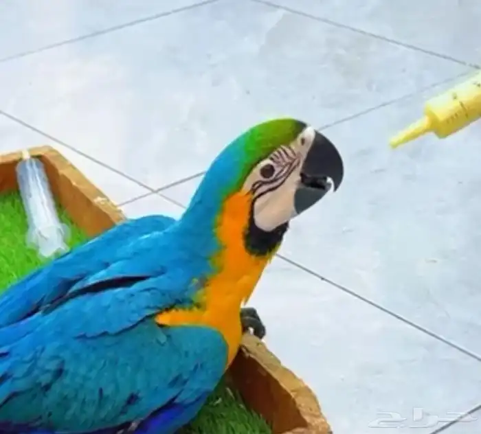 فروخ كايك وايت بلي وفرخ مكاو بلو ان قولد أعمار شهرين 11