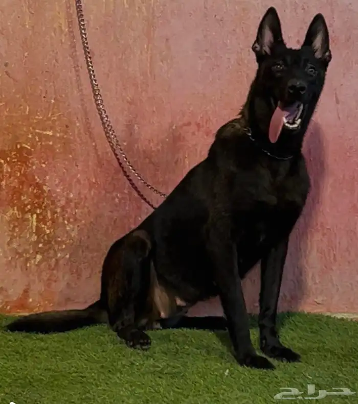 كلاب مالينو دارك 4