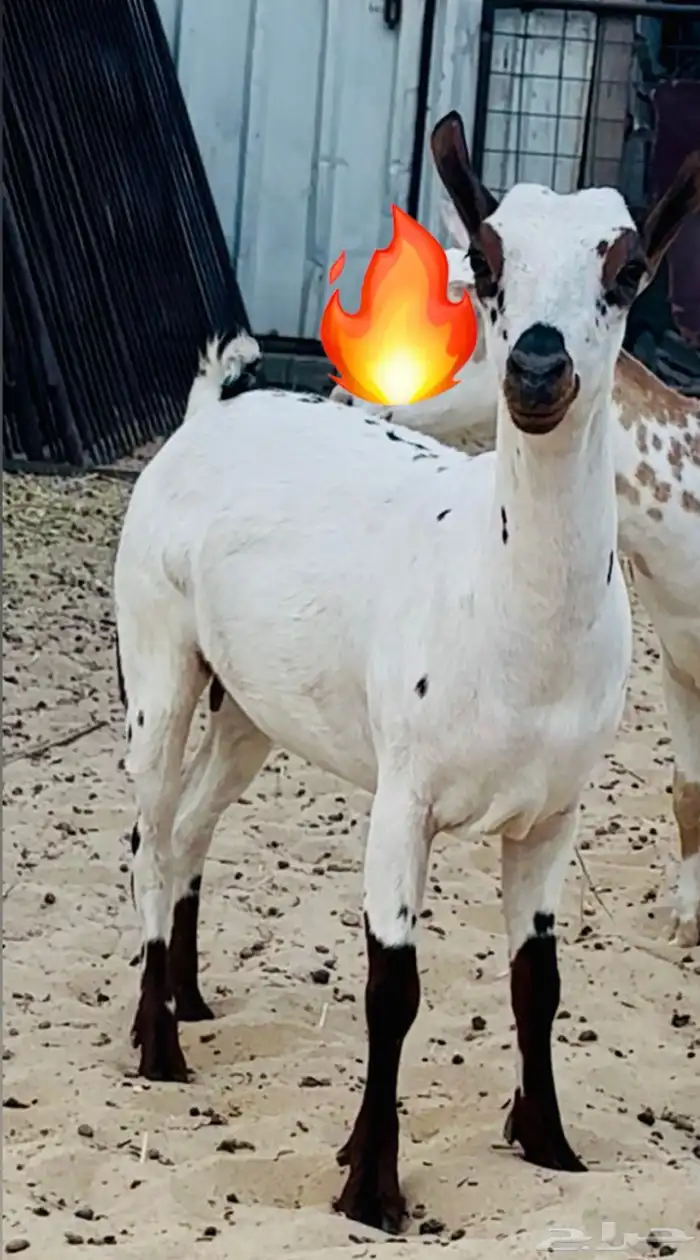 للبيع جذعه عمانية بي جنوبي العمر 8الى9 0