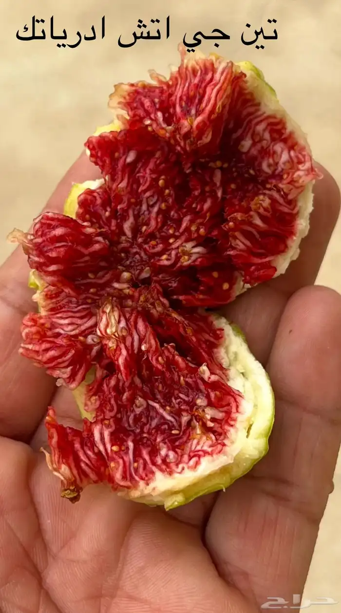 تين جي أتش ادرياتك الأخضر من نوادر التين 0