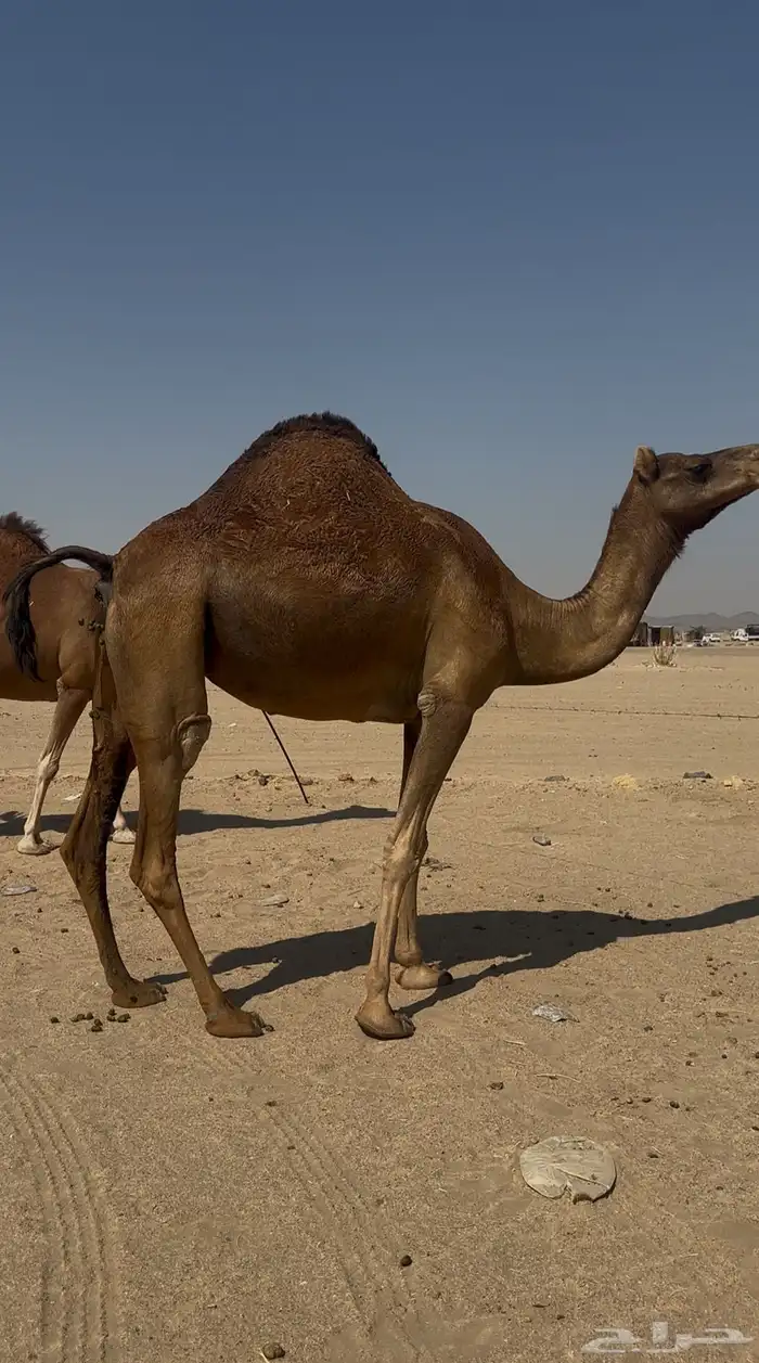 بكره دهما عكشا رباع لقحه 3