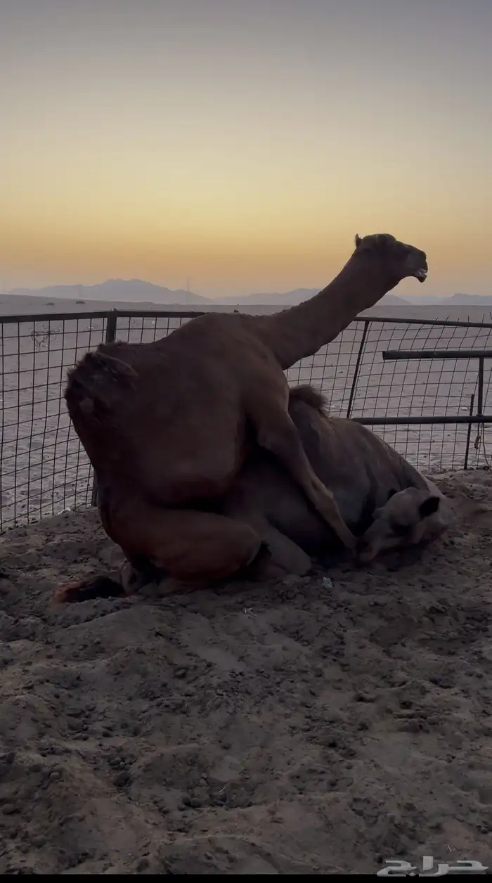 فحل ساحلي ثني تم البيع 3