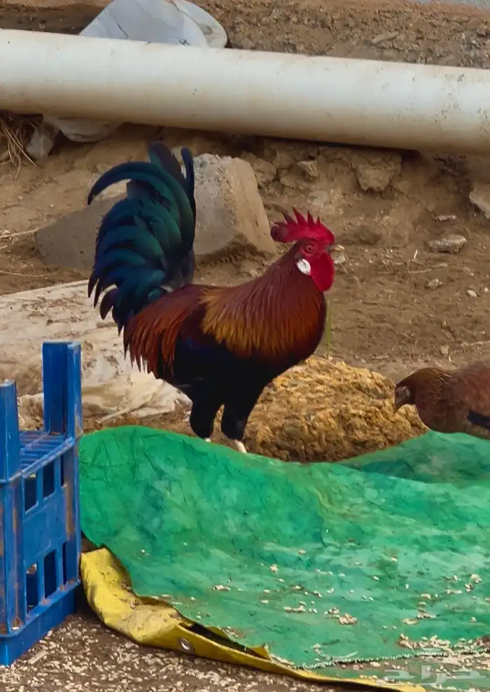 ديك ودجاج عربي اصيل نوادر ماشاء الله 0