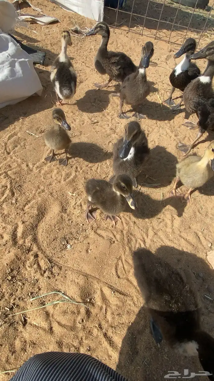 عرض لكم بط بح 0