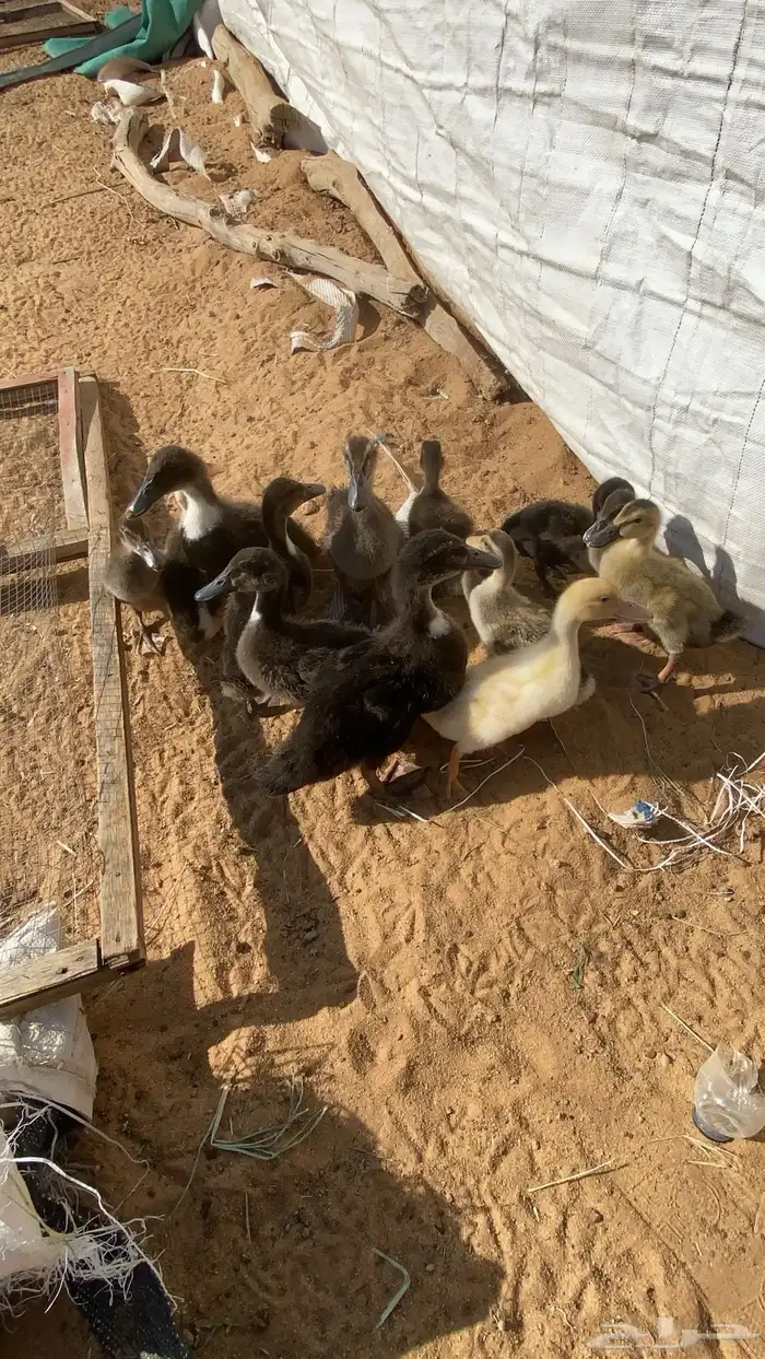 عرض لكم بط بح 1