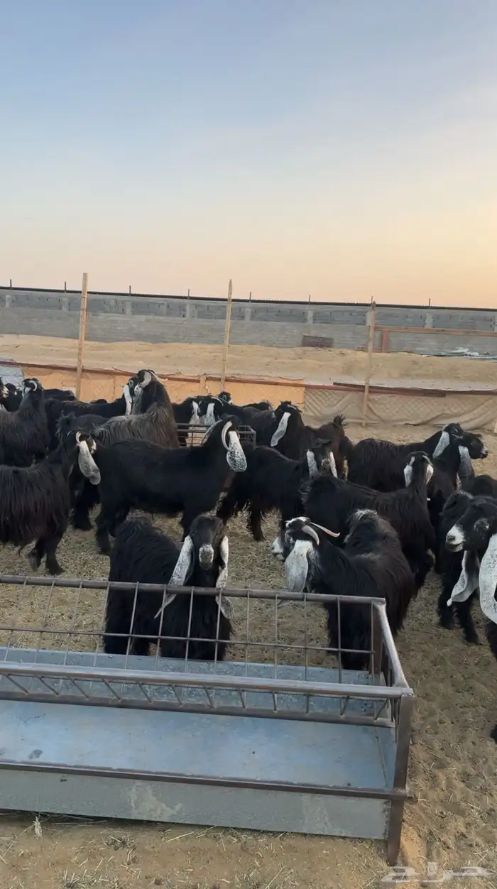 للبيع معزا عوارض صنف العدد 37 فيها فحلين 2