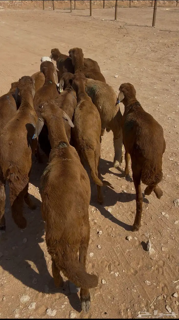 سواكن جذعان تربية شهرين وزود 0