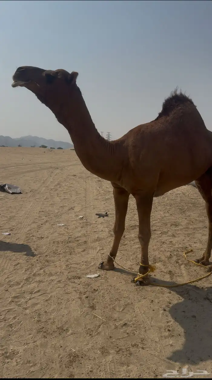 فحل ساحلي ثني تم البيع 0