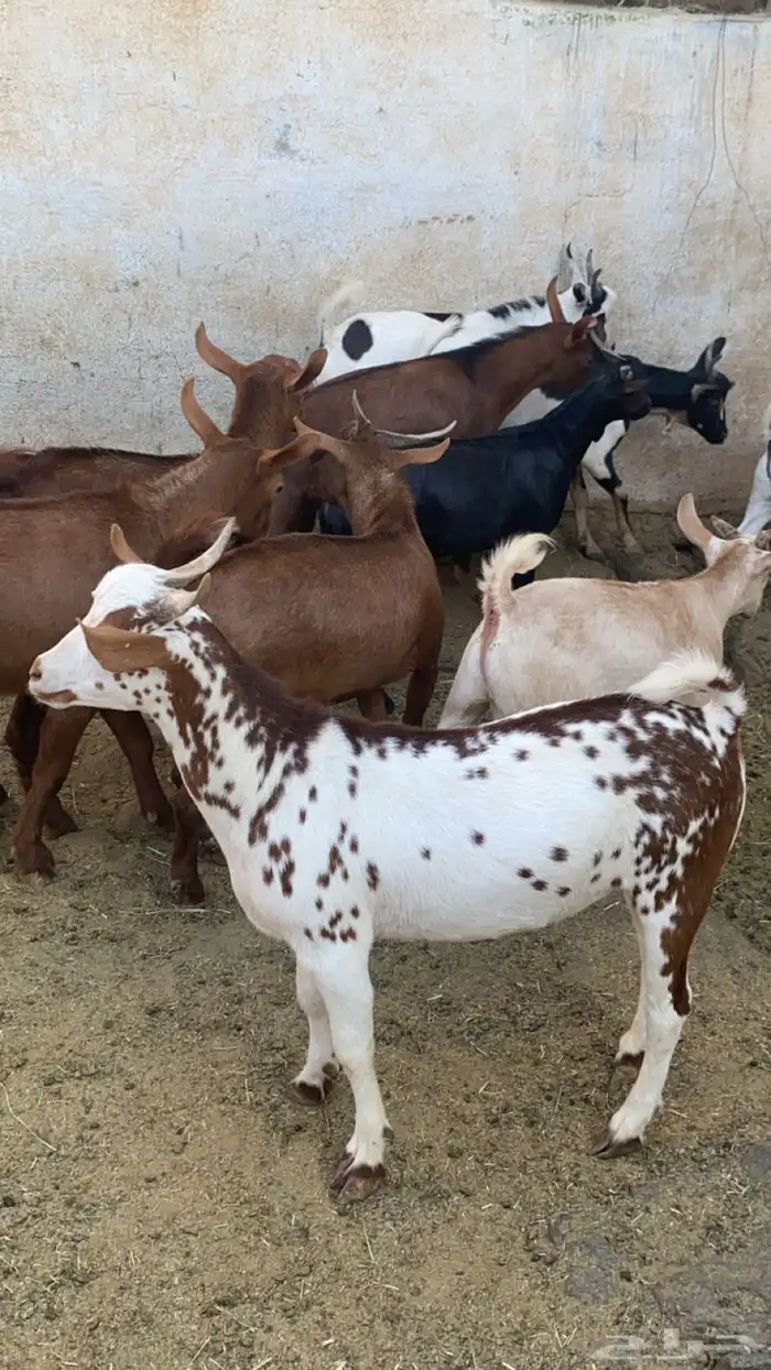 10 تيوس مجملة فل شحم مشروطة من كل العذاريب 0