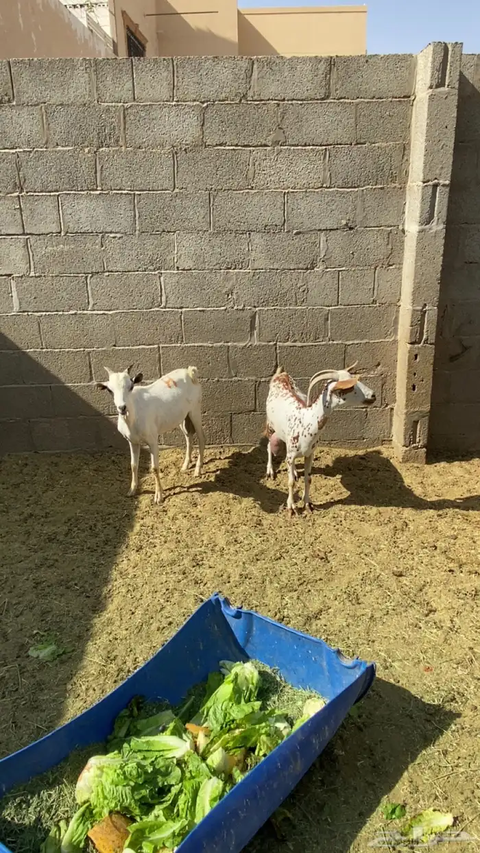 ماعز بيشي للبيع 1