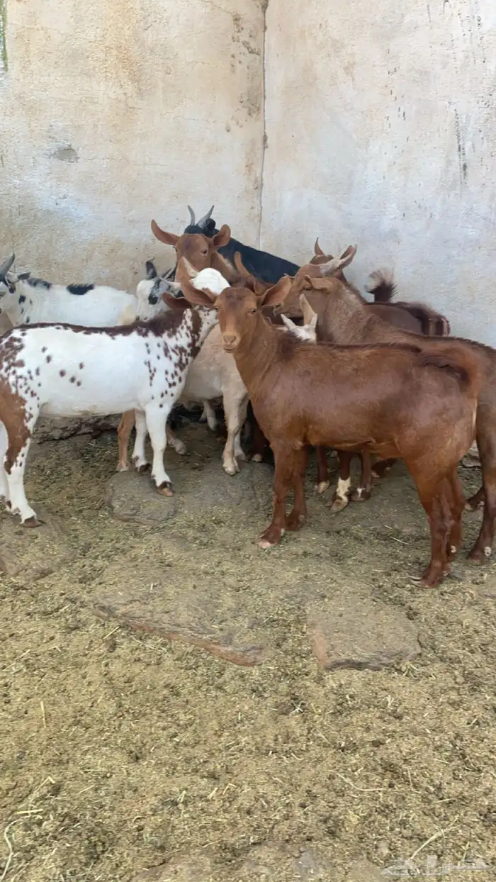 10 تيوس مجملة فل شحم مشروطة من كل العذاريب 4