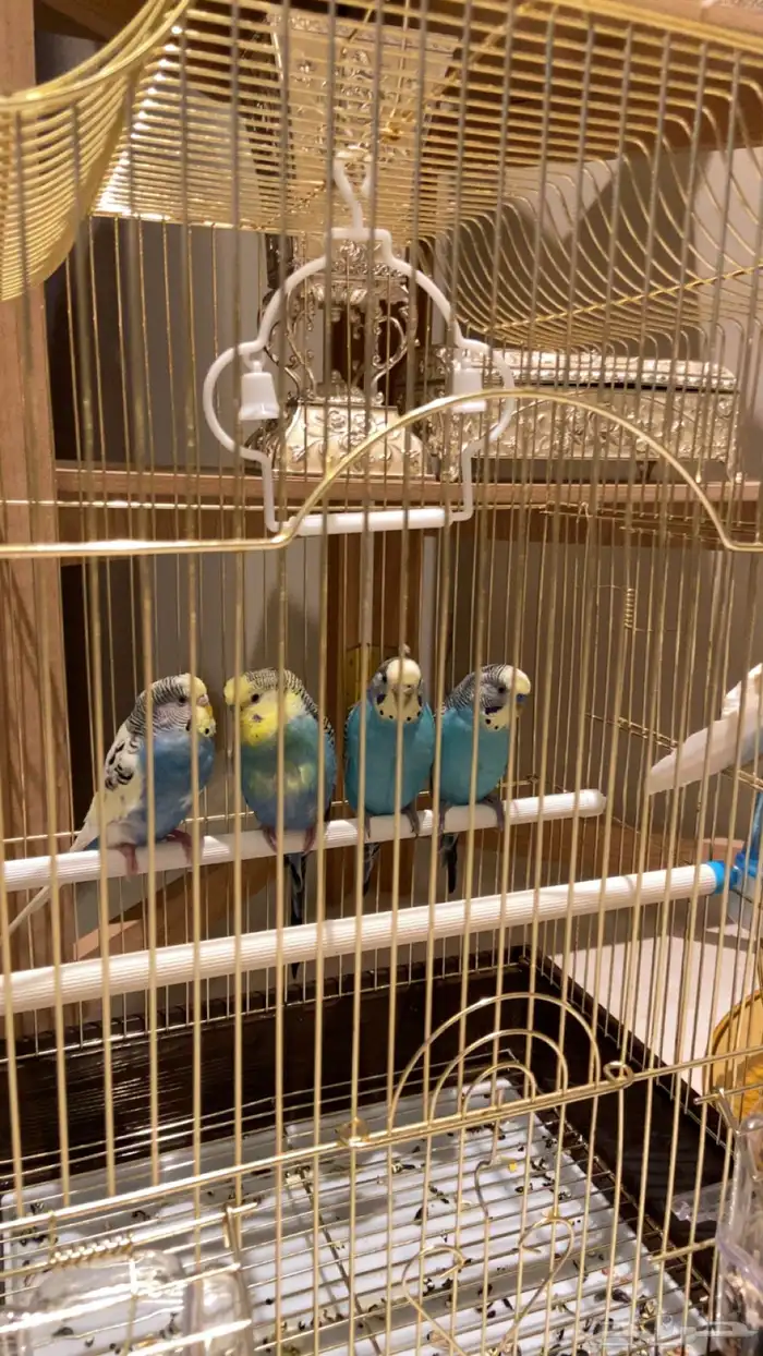 طيور حب زوجين 1