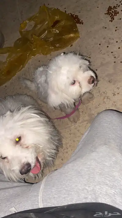 كلب مالتيز ذكر و انثى العمر سنتين نظيفات السوم واصل 600 index