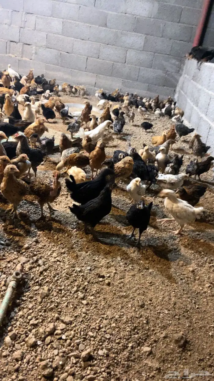 صوص دجاج للبيع 0