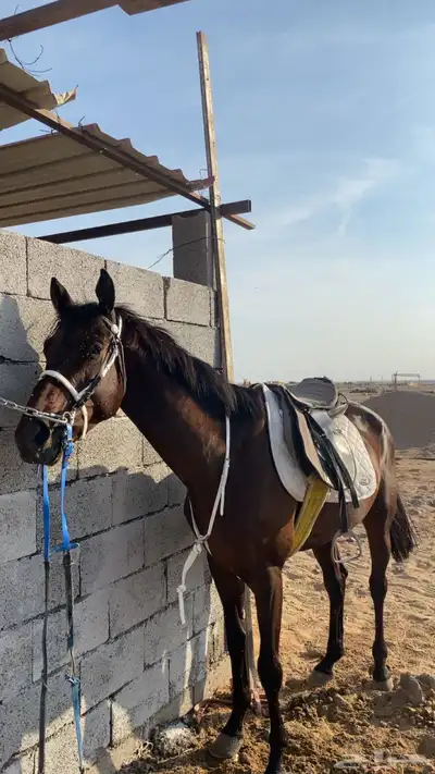 حصان مشروك. index