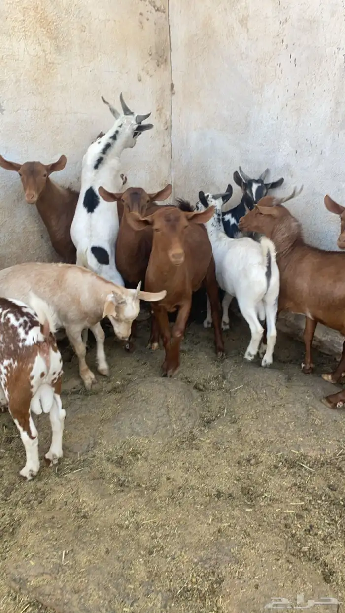 10 تيوس مجملة فل شحم مشروطة من كل العذاريب 6