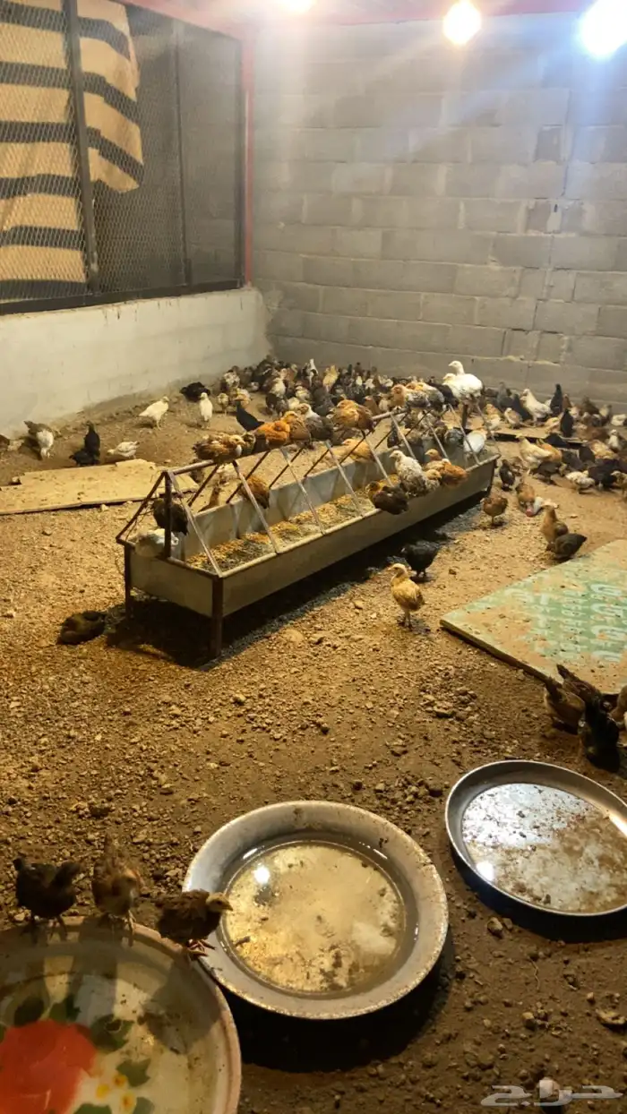 صوص دجاج للبيع 6