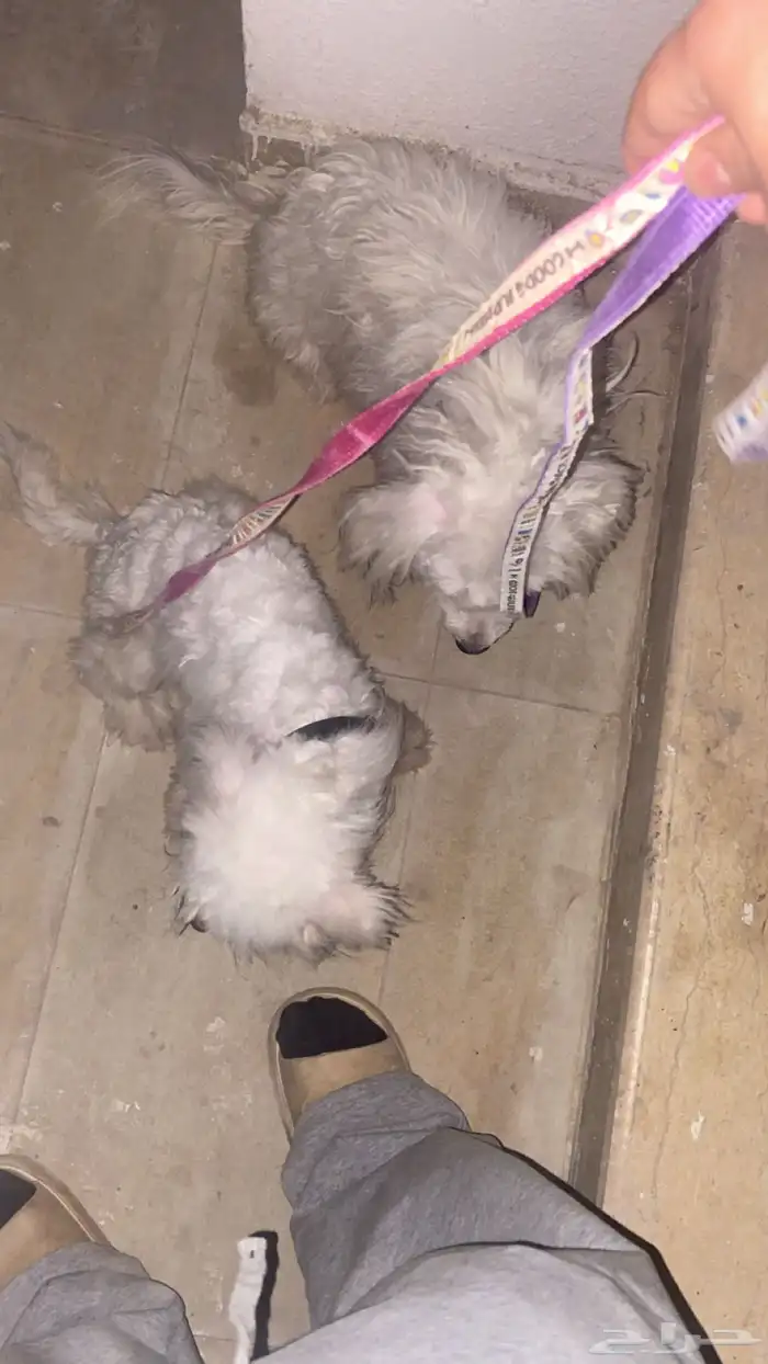 كلب مالتيز ذكر و انثى العمر سنتين نظيفات السوم واصل 600 1