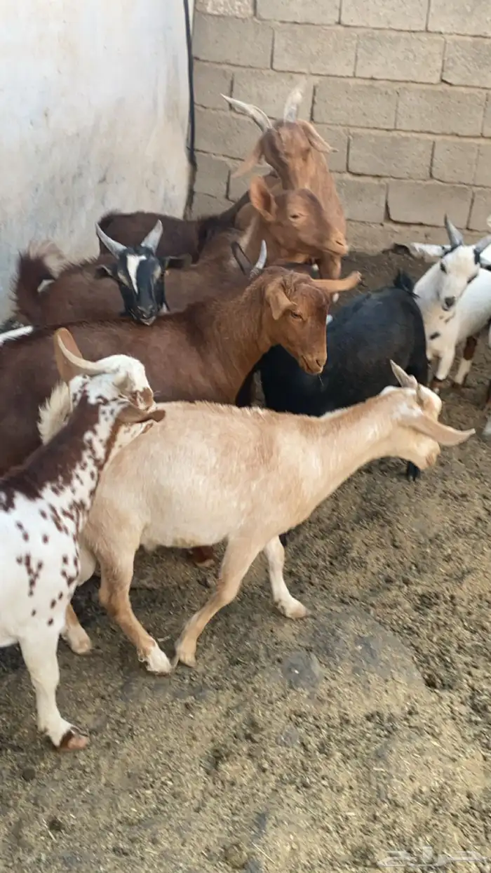 10 تيوس مجملة فل شحم مشروطة من كل العذاريب 3