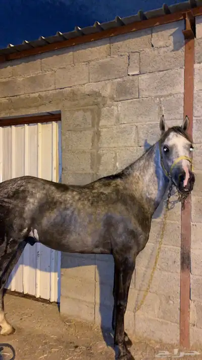 حصان عربي شعبي index