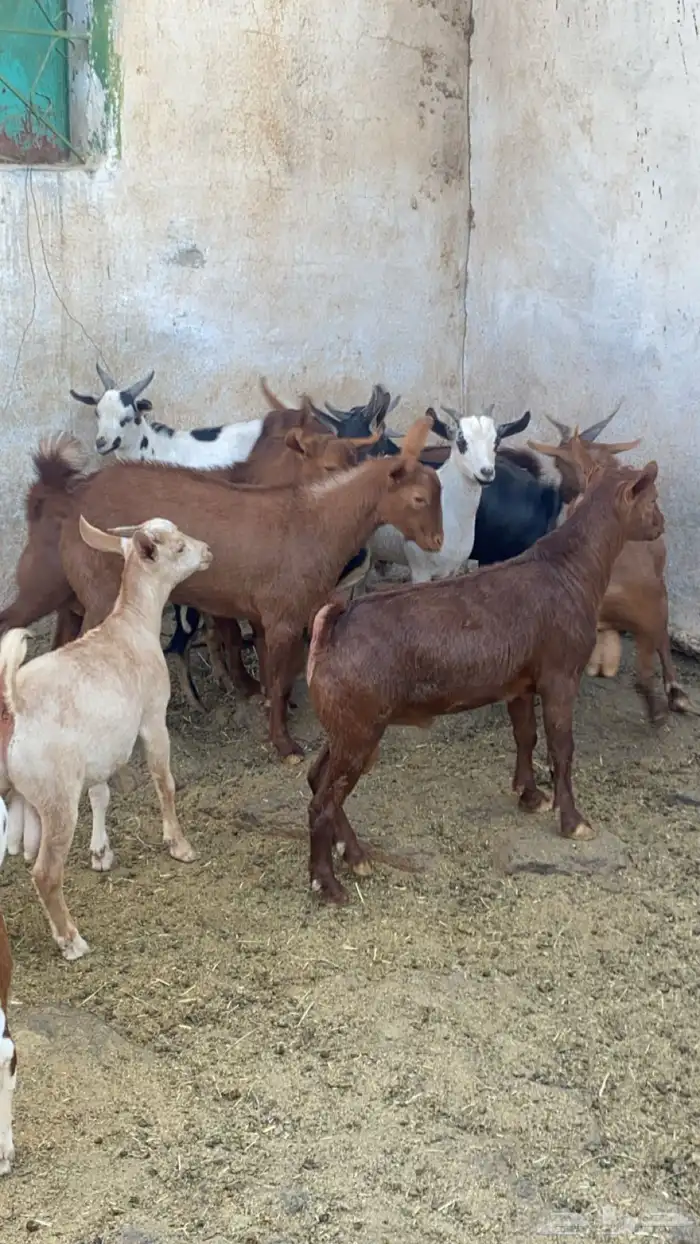 10 تيوس مجملة فل شحم مشروطة من كل العذاريب 7