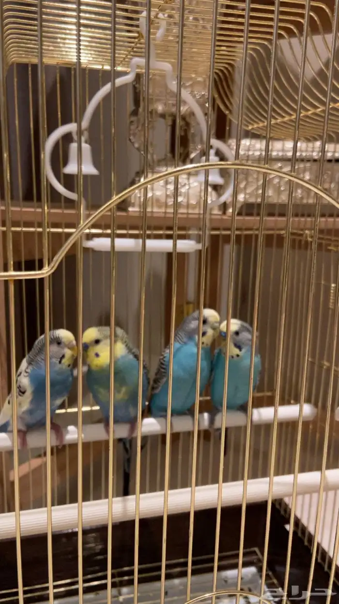 طيور حب زوجين 0