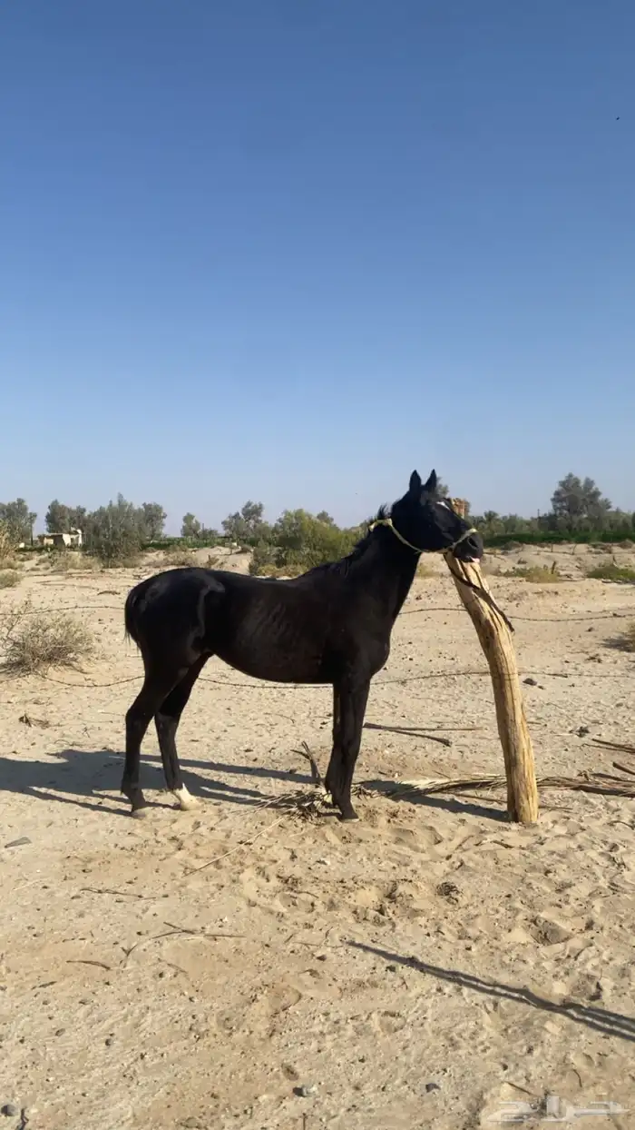 حصان للبيع 0