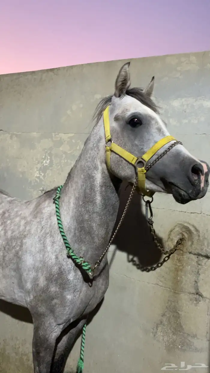 حصان عربي شعبي 0