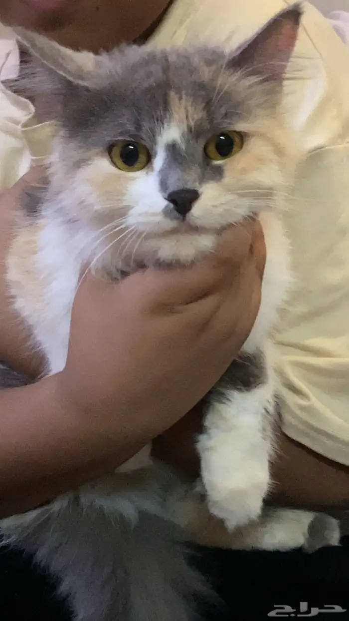 قطه تبني 0