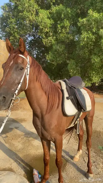 خيل جزيري للبيع 0