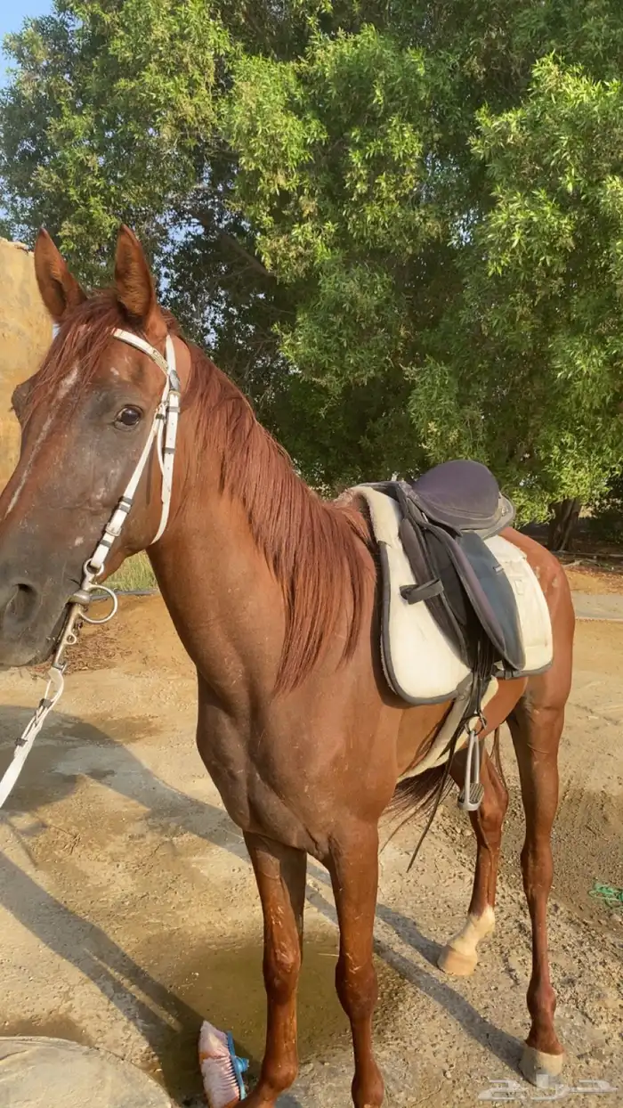 خيل جزيري للبيع 0