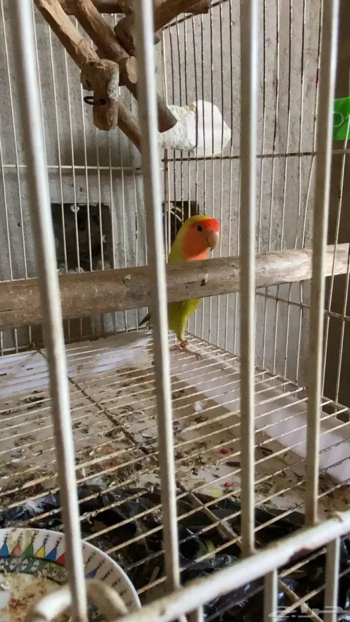 جوز روز مع الفرخ وعمر الزوج 2023   بيش 1