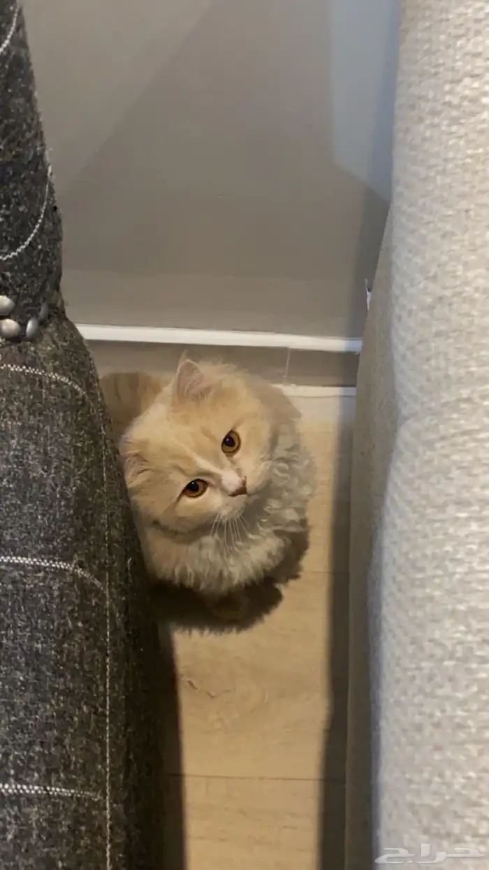 قط ذكر للتبني غير معقم 0