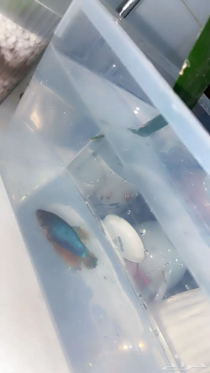 سمكة فايتر 2